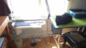 birdie relaxing on the art table in the girl cave