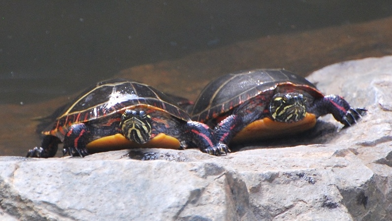 clarence & clementine painted turtle, holding hands on a rock in the ipswich river