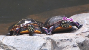 clarence & clementine painted turtle, holding hands on a rock in the ipswich river