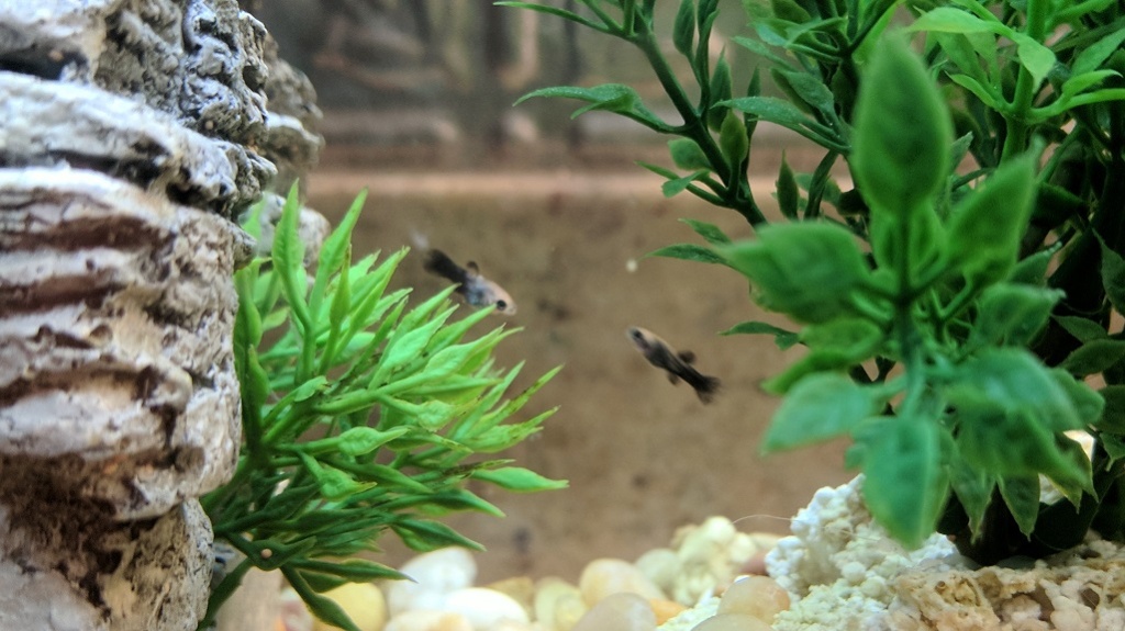 we ended up with 11 fish babies in september