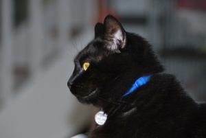 darwin wearing a blue collar with a bell