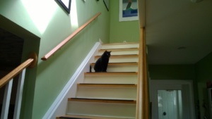 birdie sitting pretty on the stairs