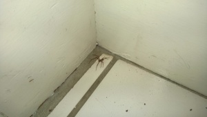 spider in front entrance hall