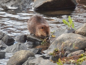 beaver eating leaves in the ipswich river