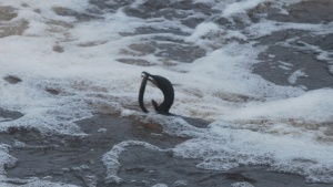 cormorant in an epic battle with a lamprey eel in the ipswich river