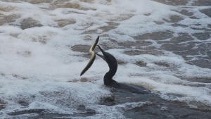 cormorant in an epic battle with a lamprey eel in the ipswich river
