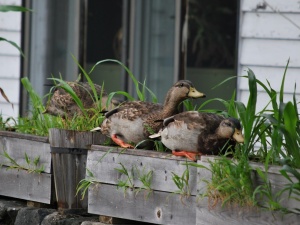 mallard ducks in our window box