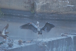 ipswich river great blue heron scaring ducks off the waterfall / dam