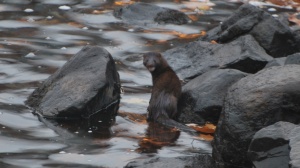 ipswich river mink on the rocks