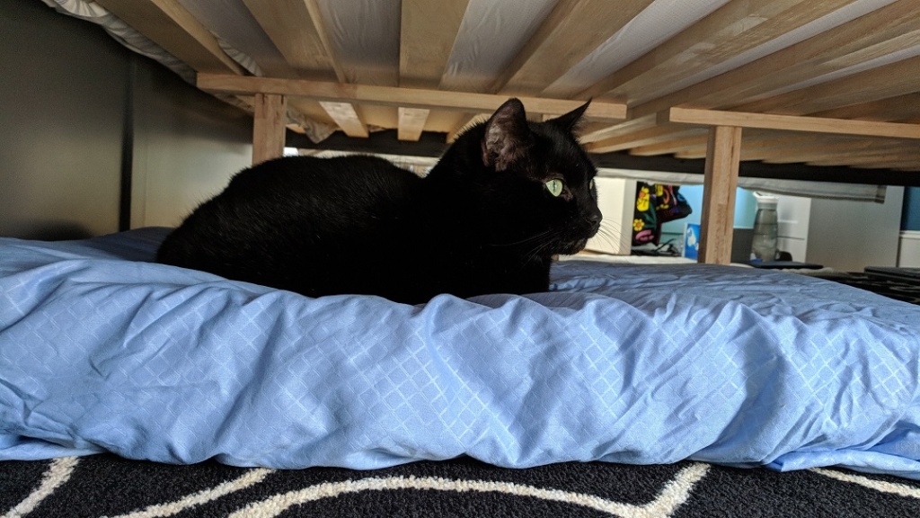birdie on her memory foam cat bed under the new king bedframe