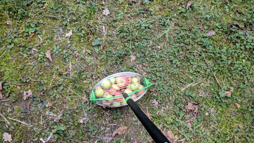 picking up apples in my family's garden, nürtingen, germany