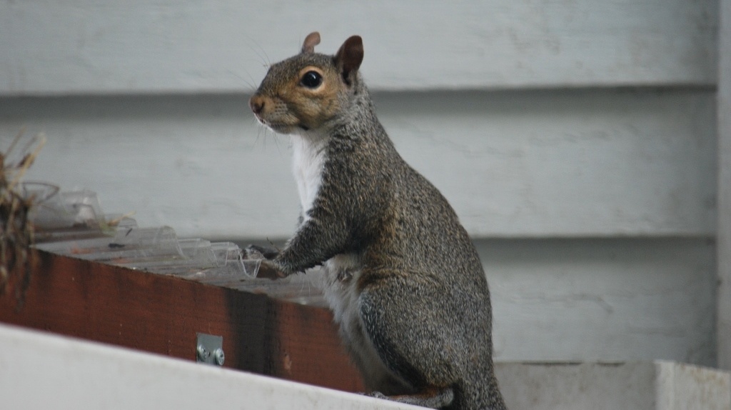 a very happy squirrel after eating some snacks from the platform