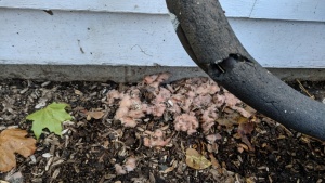 the mice were pulling insulation out of our house via a hole near the platform