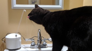 darwin drinking from the new aquapurr cat fountain