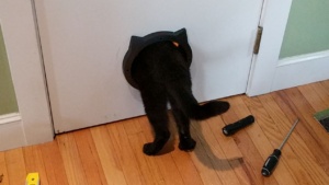 darwin testing the cat door after i installed it in the bathroom door