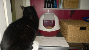 birdie checking out the raspberry litter box for laundry room
