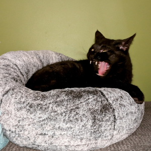 birdie yawning and enjoying her new bed in the alcove