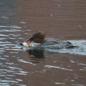 hooded merganser duck in the ipswich river catching a fish