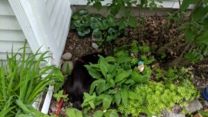 darwin enjoying a dirt bath in neighbor kathy's garden
