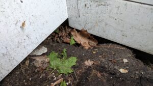 mice were getting under our front stoop and into the foundation