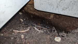 mice were getting under our front stoop and into the foundation