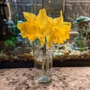 daffodils from neighbor kathy