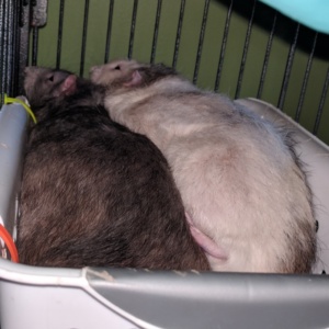 winston and killy snuggling in one of their cage bins