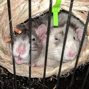 winston and killy snuggling in their rolly nest