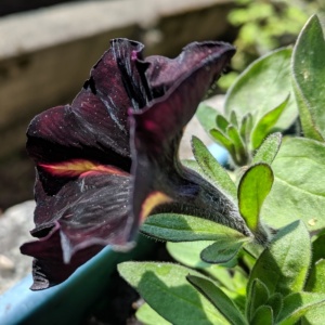 i love black petunias and try to find them each spring