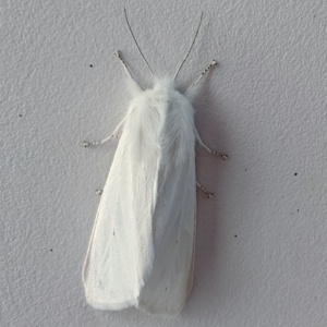 a white moth with silver antennae and feet