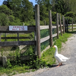 animals may bite sign next to goose that bites, russell orchard