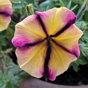 one of the multi colored petunias in our yard garden