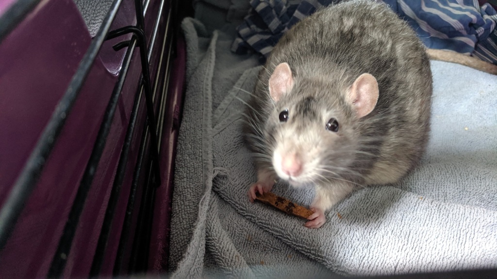 killy rat eating a chocolate chip cookie