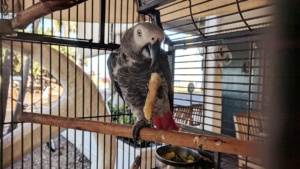 alex the parrot eating a snack at the pioneer inn, lahaina maui