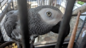alex, the resident african grey parrot at the pioneer inn, maui