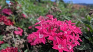 pink flowers, maui