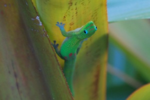 gold dust day gecko maui hawaii