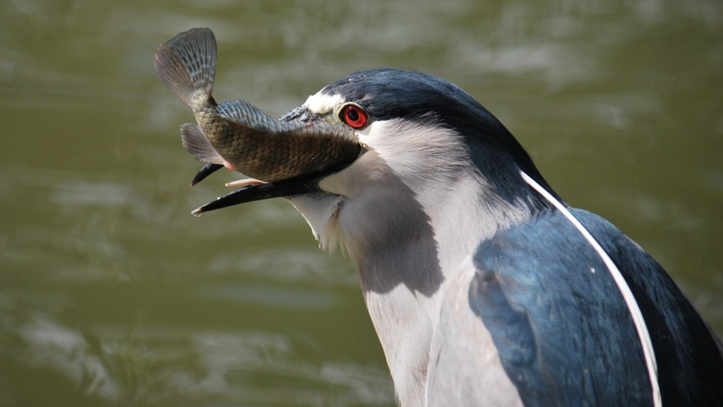 a black crowned night heron with a fish at maui tropical plantations