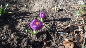 it's always nice to see crocus coming up in spring