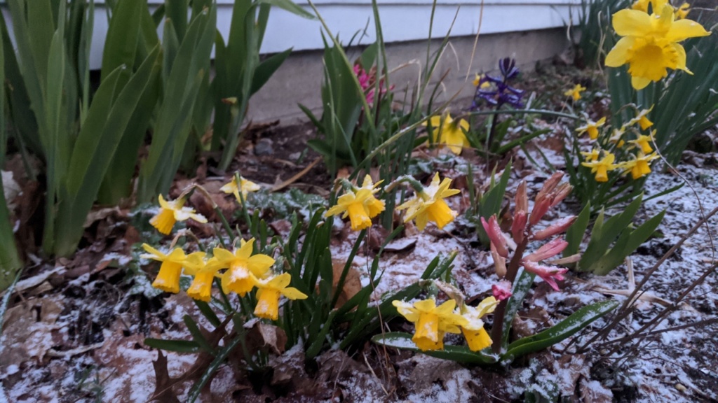 april first snow covering daffodils and other spring flowers