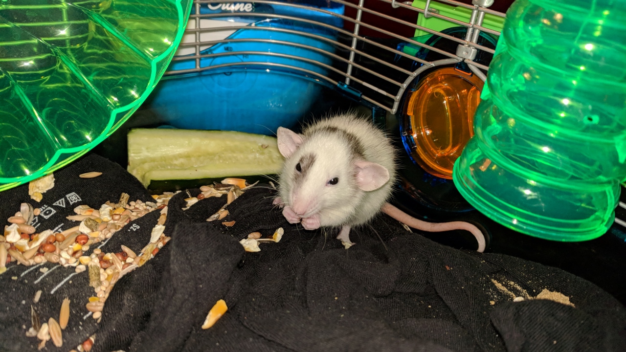 Meet The New Rats!