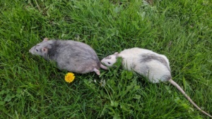 winston and killy playing in the park, and dandelion