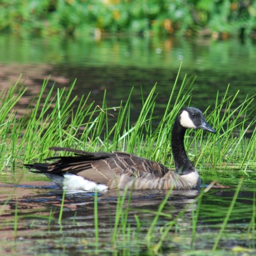 canadian goose swimming in the ipswich river
