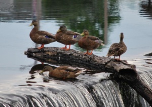ipswich river mallard ducks