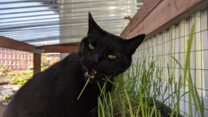 darwin eating grass in the freshly stained catio