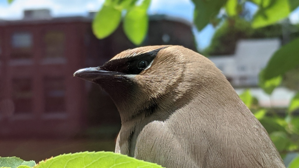 cedar waxwing sitting on a branch in our living room window