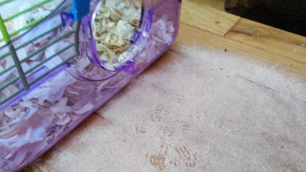 i knew the baby mouse was around because he left footprints in the flour