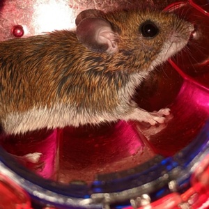 a basement caught mouse running in the wheel before release