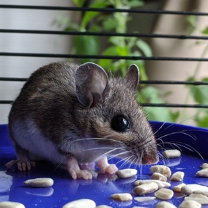 a basement caught mouse eating seeds before release