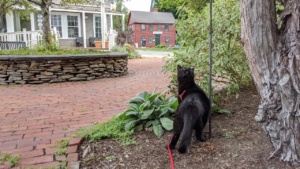 darwin on his harness leash enjoying life outside the back door